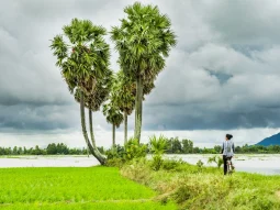 16 địa điểm du lịch An Giang được check-in nhiều nhất: Thốt nốt Trái Tim